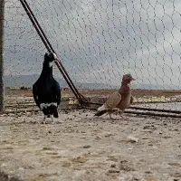 ماده قهوه.ای سیا پلنگ