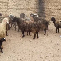 میش جفت 32 همه جوان آبستان سنگین|حیوانات مزرعه|شاهینشهر, گزبرخوار|دیوار