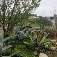 گل آگاو سبز وابلق