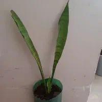 همه۸۵هزار|گل و گیاه طبیعی|کرمانشاه, |دیوار