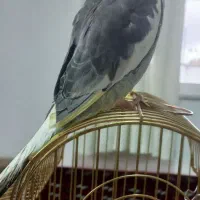 عروس هلندی ابلق گمشده