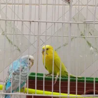 مرغ عشق با قفس آبی انگلیسی ماده زرد پسته ای نر|پرنده|ایرانشهر, |دیوار