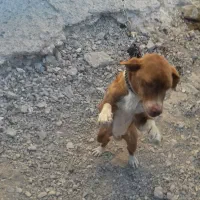 سگ پاپی|سگ|تربتحیدریه, پائین ولایت|دیوار