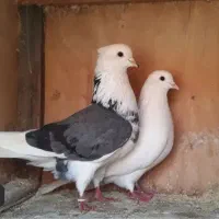 کبوتر پروازی به شرط