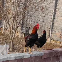 فروش غاز .مرغ .خروس .اردک خارجی|حیوانات مزرعه|بندر ترکمن, |دیوار