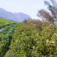 یونجه هرده
