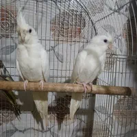 عروس آلبینو و سینامون سرلاکی تا بالغ و گرینچیک|پرنده|آستانه اشرفیه, |دیوار