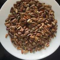 لوازم پرندگان عروس هلندی