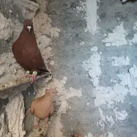 کبوتررنگی