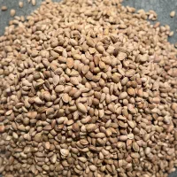 فروش بادام نیمه سنگی تازه ارکانیک
