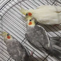 عروس هلندی 800|پرنده|دورود, |دیوار