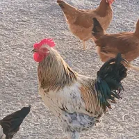 خروس هیکلی سر حال