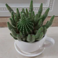 گل کاکتوس زیبا طرح فنجان