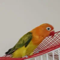 طوطی برزیلی یوینگ گلد ۳عدد ماده|پرنده|ری, دولت‌آباد|دیوار