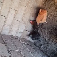 مرغ تخمی|حیوانات مزرعه|نهبندان, |دیوار