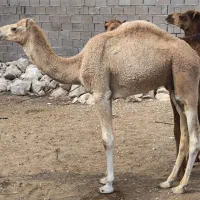 شتر نر یک سال|حیوانات مزرعه|قشم, |دیوار