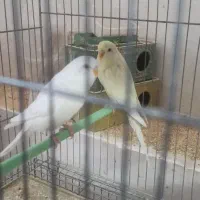 مرغ عشق چشم قرمز نر