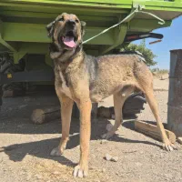 سگ سرابی|سگ|شبستر, |دیوار