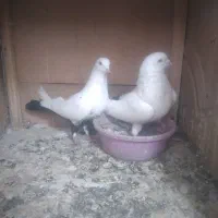 کبوتر دم سیاه