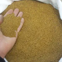 بذر یونجه تمیز درجه یک