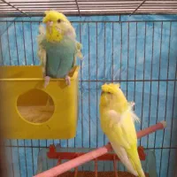 مرغ عشق پروانه ای