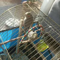 عروس هلندی|پرنده|فولادشهر, C5|دیوار