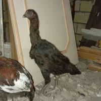 خروس لاری و مرغ|حیوانات مزرعه|الوند, |دیوار