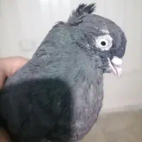 نر سیاه کفتر گم