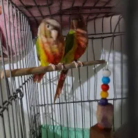 گرینچیک آناناسی یلوساید دبل رد|پرنده|قدس, شهر‌قدس|دیوار