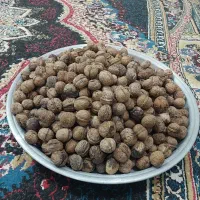 گردو