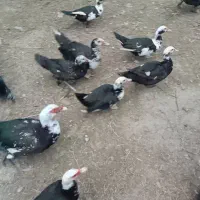 اردک اسراییلی|حیوانات مزرعه|ضیابر, |دیوار