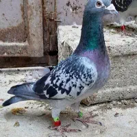 کبوتر|پرنده|چغادک, |دیوار