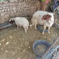 بره با ورن