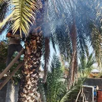 قطع را یگان نخل مزاحم و مرکبات در رو دان|خدمات باغبانی و درختکاری|میناب, |دیوار