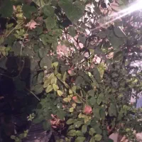 گیاهان طبیعی آپارتمانی وباغی|گل و گیاه طبیعی|شاهین‌شهر, بانک استان|دیوار