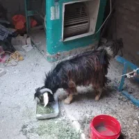 بز  نربز|حیوانات مزرعه|سراوان, |دیوار