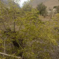 باغ طزرجان