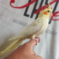 عروس هلندی سخنگو