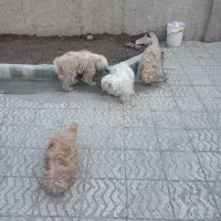 تعداد ۴ عدد سگ شیتزو خانگی