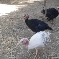 جوجه بوقلمون نیمچه