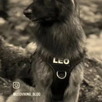 فروش سگ ژرمن اصل نر 3 ساله