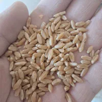 گندم دروم درجه یک مناسب للک و حلیم ۲۰ تن