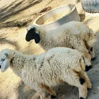 بره نر دورگ