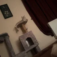 گربه بریتیش|گربه|اردبیل, |دیوار