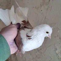 کبوتر  پرشی