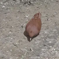 قرمز ملقی ماده کلایی