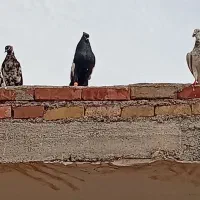 سینی جفت یک ملیون