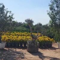 فروش نهال و درخت ودرختچه پروژه ای و جریمه ای
