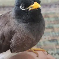 مرغ مینا سخنگو|پرنده|یزد, |دیوار