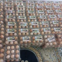 تخم مرغ رسمی گلپایگان|خوردنی و آشامیدنی|ساری, |دیوار